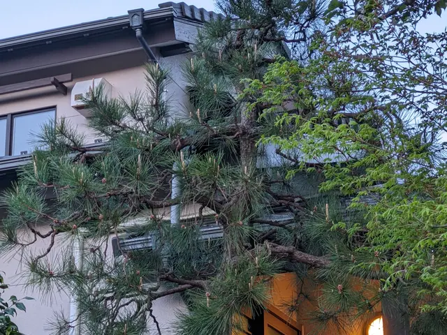 湘南茅ヶ崎で樹種に応じた剪定を丁寧に施工しております。サービスの画像