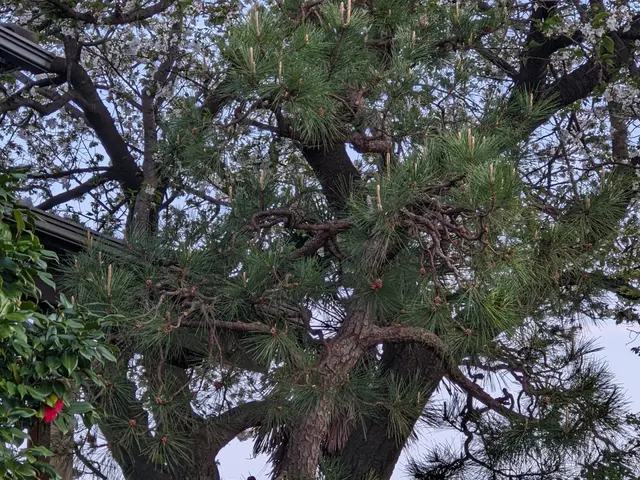 湘南茅ヶ崎で樹種に応じた剪定を丁寧に施工しております。サービスの画像