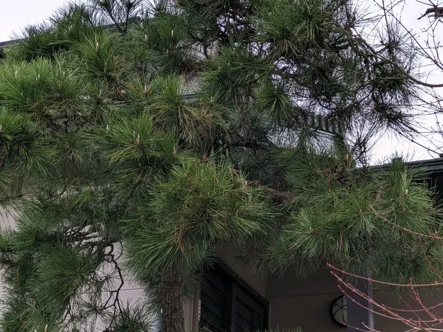 湘南茅ヶ崎で樹種に応じた剪定を丁寧に施工しております。サービスの画像