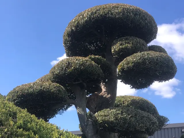 忙しくて管理できない庭木、プロにお任せください！庭木1本から剪定致します。サービスの画像