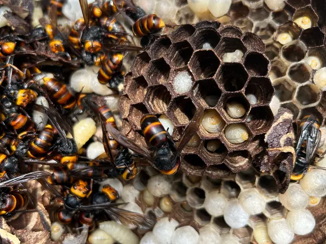 ハチの被害からあなたを救います。安全かつ効果的な駆除方法ですぐに解決！！サービスの画像