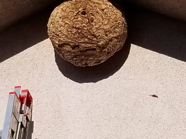 ハチの被害からあなたを救います。安全かつ効果的な駆除方法ですぐに解決！！サービスの画像