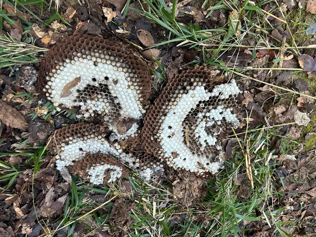 ハチの被害からあなたを救います。安全かつ効果的な駆除方法ですぐに解決！！サービスの画像