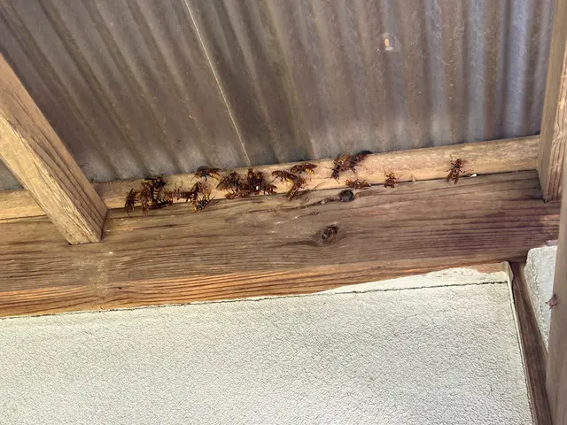 ハチの被害からあなたを救います。安全かつ効果的な駆除方法ですぐに解決！！サービスの画像