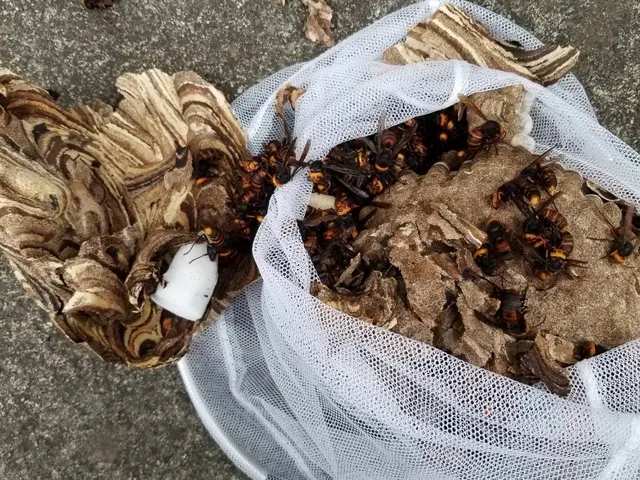 ハチの被害からあなたを救います。安全かつ効果的な駆除方法ですぐに解決！！サービスの画像