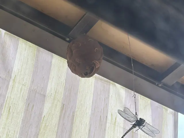 ハチの被害からあなたを救います。安全かつ効果的な駆除方法ですぐに解決！！サービスの画像