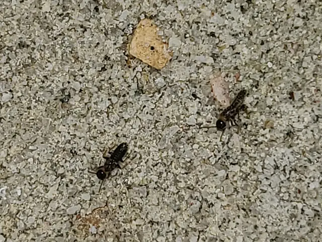 白蟻は、隠れています。見えないから、居ないのではなく。見えてないから、きずかないサービスの画像