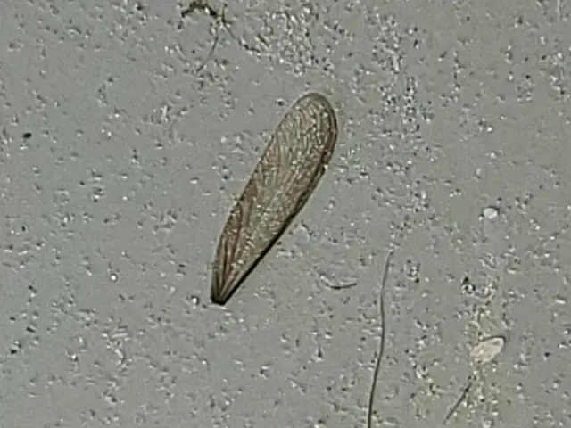 白蟻は、隠れています。見えないから、居ないのではなく。見えてないから、きずかないサービスの画像