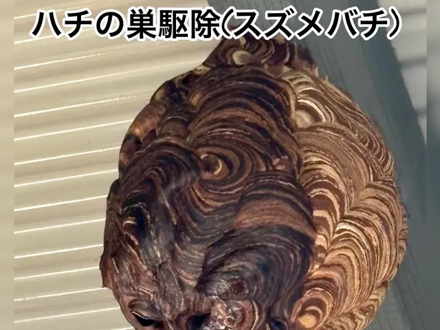 蜂の巣駆除は「熊本の便利屋さんスケット」にお任せください！サービスの画像