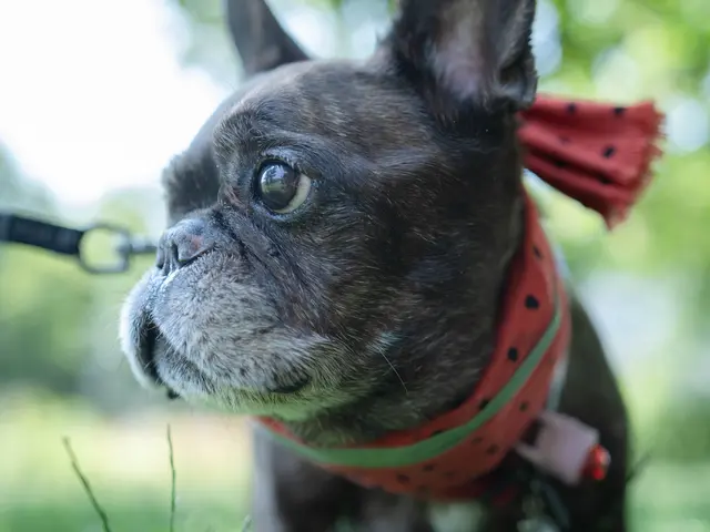 ペット&ファミリーフォト