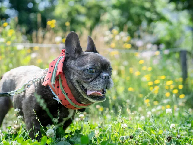 ペット&ファミリーフォト