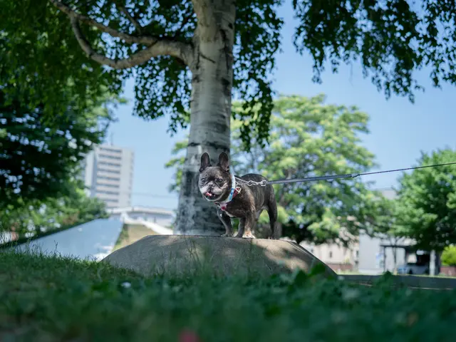 ペット&ファミリーフォト