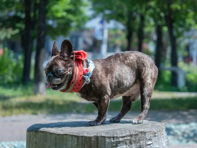 ペット&ファミリーフォト