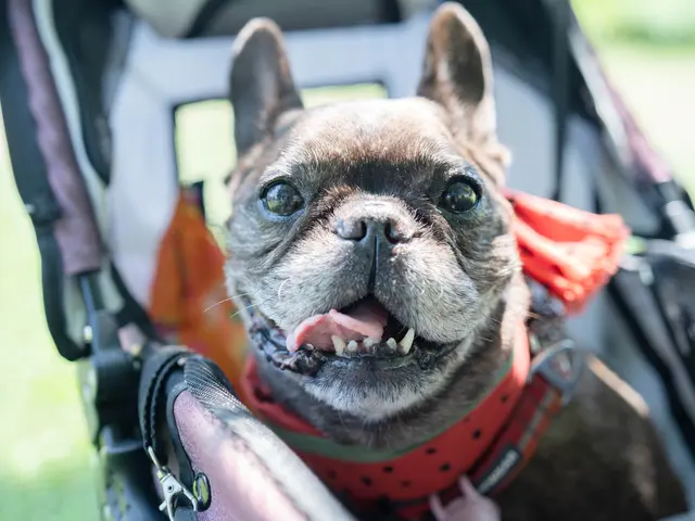 ペット&ファミリーフォト