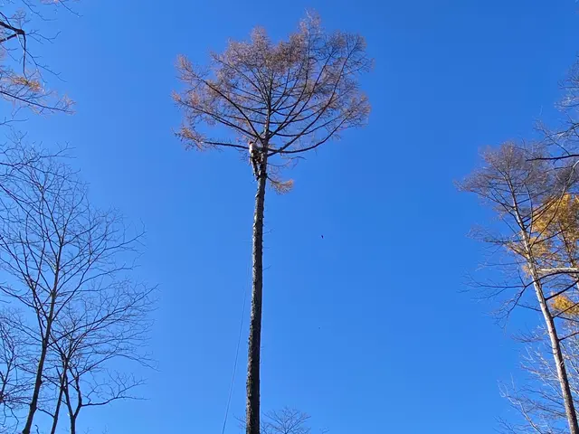 伐採の経験豊富で安心。丁寧な施行で好評いただいていますサービスの画像