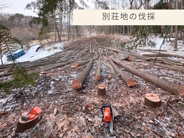 伐採の経験豊富で安心。丁寧な施行で好評いただいていますサービスの画像