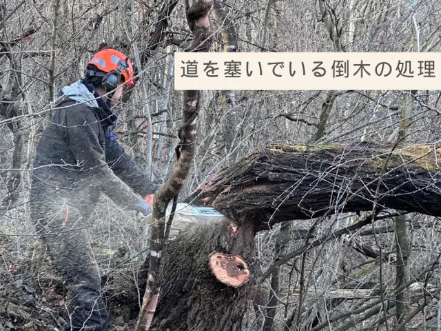 伐採の経験豊富で安心。丁寧な施行で好評いただいていますサービスの画像