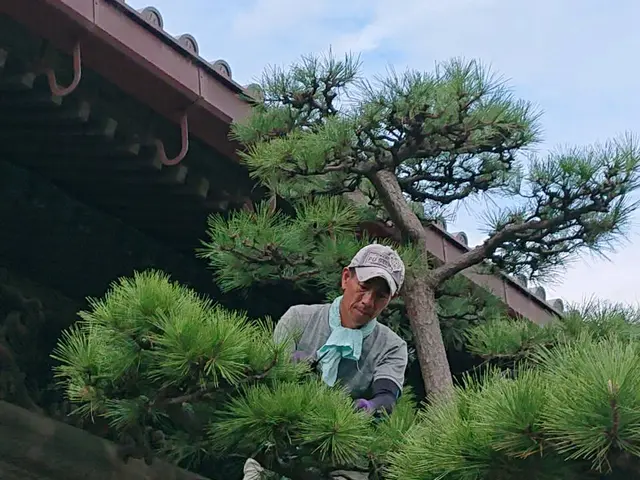 神戸・明石　1級造園技能士が手入れ、　庭木にやさしい透かし剪定で庭に光と風を。サービスの画像