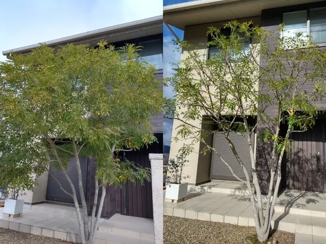 神戸・明石　1級造園技能士が手入れ、　庭木にやさしい透かし剪定で庭に光と風を。サービスの画像