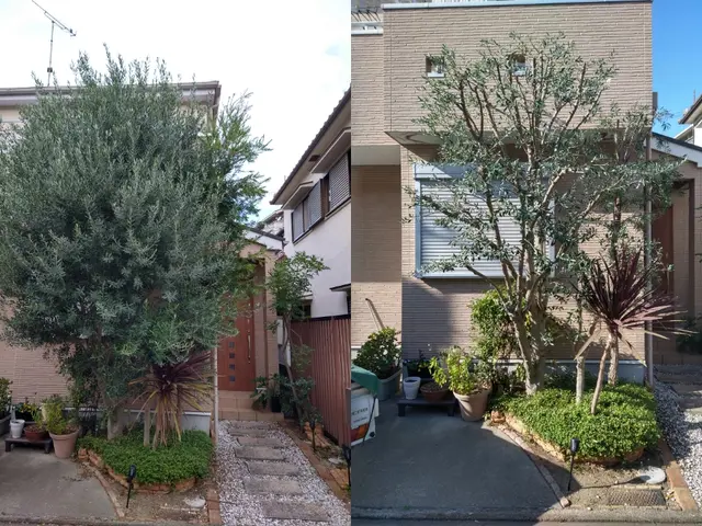 神戸・明石　1級造園技能士が手入れ、　庭木にやさしい透かし剪定で庭に光と風を。サービスの画像