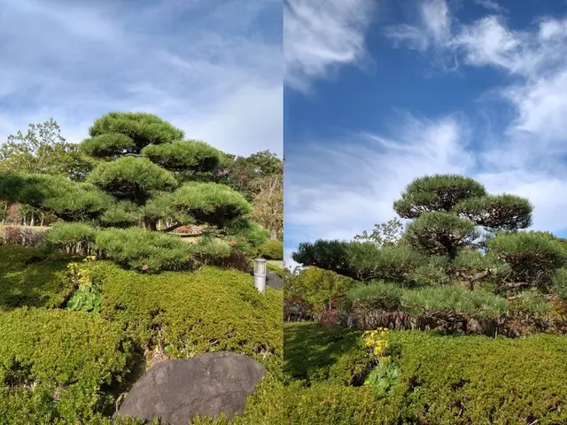 神戸・明石　1級造園技能士が手入れ、　庭木にやさしい透かし剪定で庭に光と風を。サービスの画像