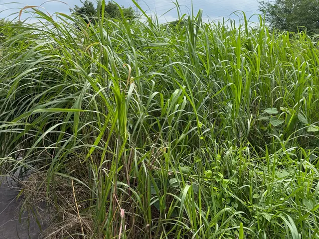 「頼んでよかった」と言われる草刈りを夫婦で丁寧対応・乗用草刈機で効率作致します。サービスの画像