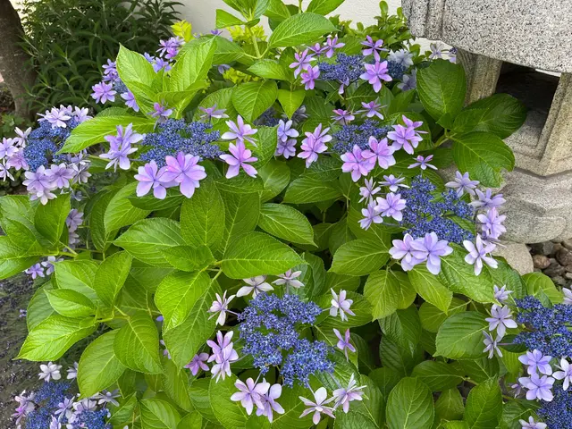 【樹木を活かす手入れ】業歴20年以上☆1級造園施工管理技士☆サービスの画像