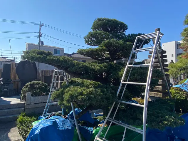 【樹木を活かす手入れ】業歴20年以上☆1級造園施工管理技士☆サービスの画像