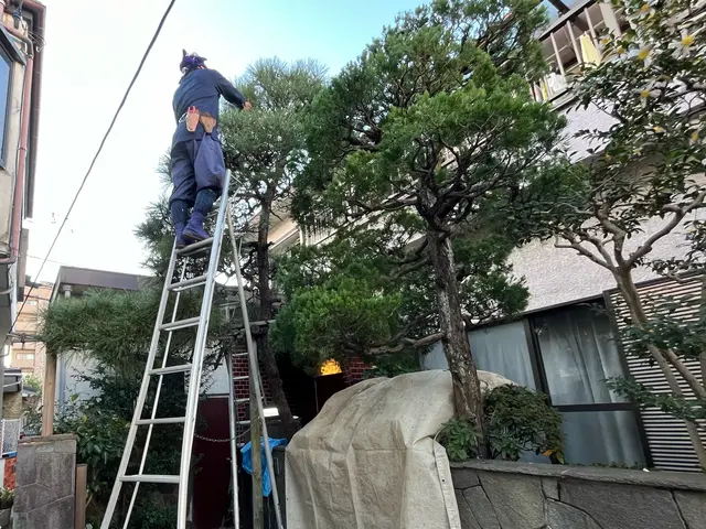 【樹木を活かす手入れ】業歴20年以上☆1級造園施工管理技士☆サービスの画像