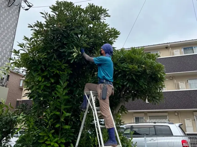 【樹木を活かす手入れ】業歴20年以上☆1級造園施工管理技士☆サービスの画像