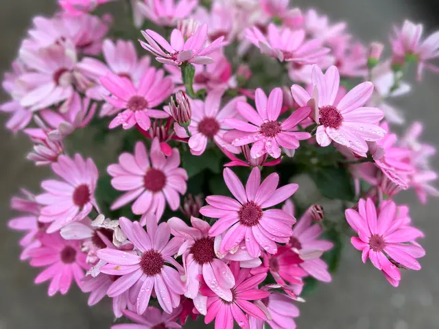 【樹木を活かす手入れ】業歴20年以上☆1級造園施工管理技士☆サービスの画像