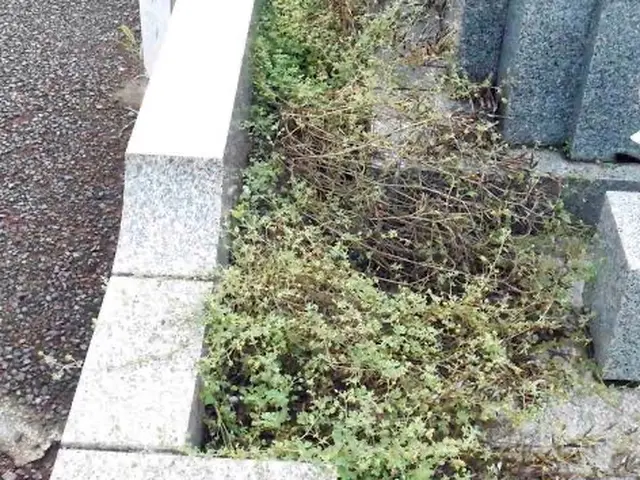 【コロナで行けない】【忙しくて行けない】【遠方で行けない】真心込めて参ります。サービスの画像