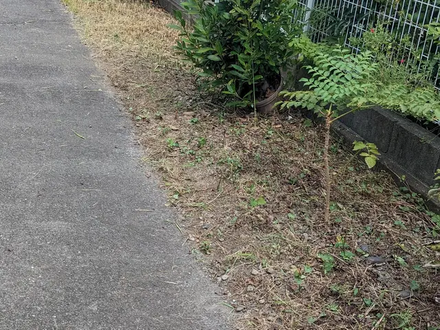 雑草刈り、庭木の手入れ、庭師よりも安くでお庭を綺麗にします。まずは見積もりからサービスの画像