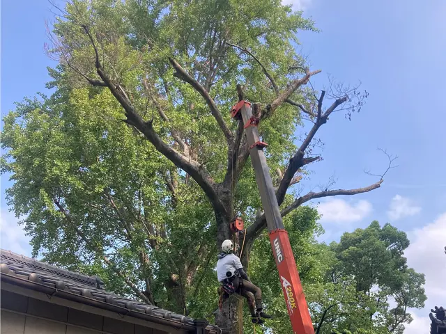 【夫婦経営】雑木、高木伐採までなんでも対応可能です！！サービスの画像