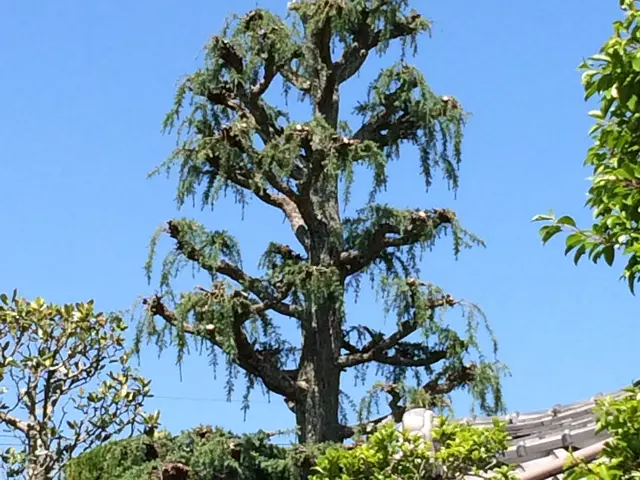 【職人歴20年の実績】◎お庭DIYのアドバイスも実施中！(*'ω'*)サービスの画像