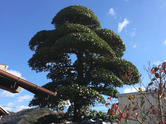 【職人歴20年の実績】◎お庭DIYのアドバイスも実施中！(*'ω'*)サービスの画像