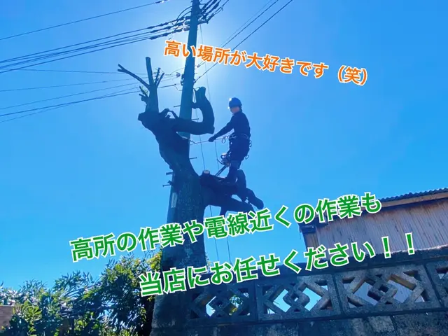 小さなものから大径木までなんでもお任せください！年始よりご予約可能ですサービスの画像