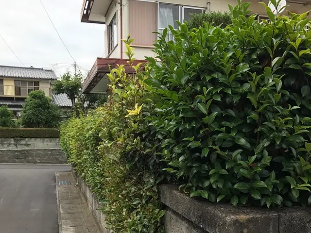 植え込み剪定いたします。サービスの画像