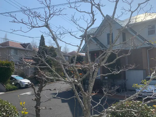 植物を愛する植木屋が見極める剪定！必要な植物はしっかり残します。サービスの画像