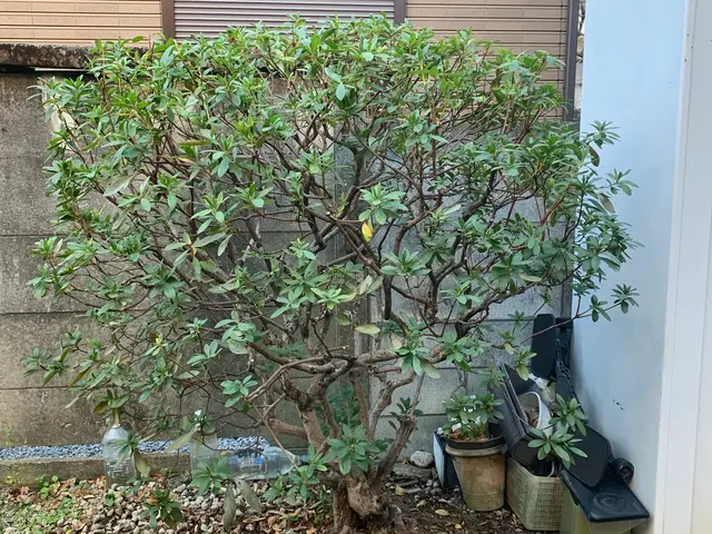 植物を愛する植木屋が見極める剪定！必要な植物はしっかり残します。サービスの画像