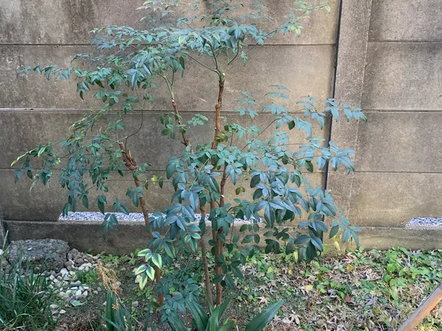 植物を愛する植木屋が見極める剪定！必要な植物はしっかり残します。サービスの画像