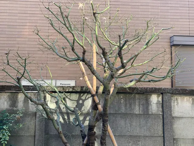 植物を愛する植木屋が見極める剪定！必要な植物はしっかり残します。サービスの画像