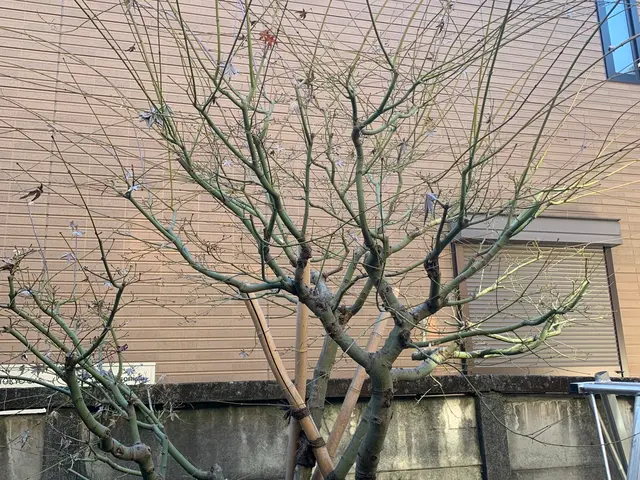 植物を愛する植木屋が見極める剪定！必要な植物はしっかり残します。サービスの画像