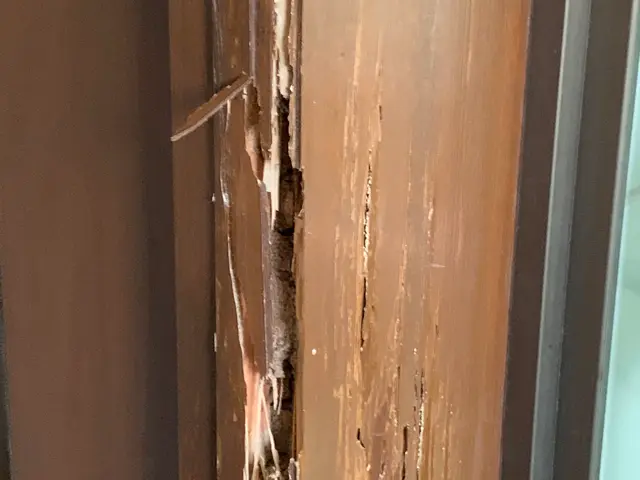 (戸建て住宅専門)害虫駆除ネズミ駆徐なんでも相談可サービスの画像