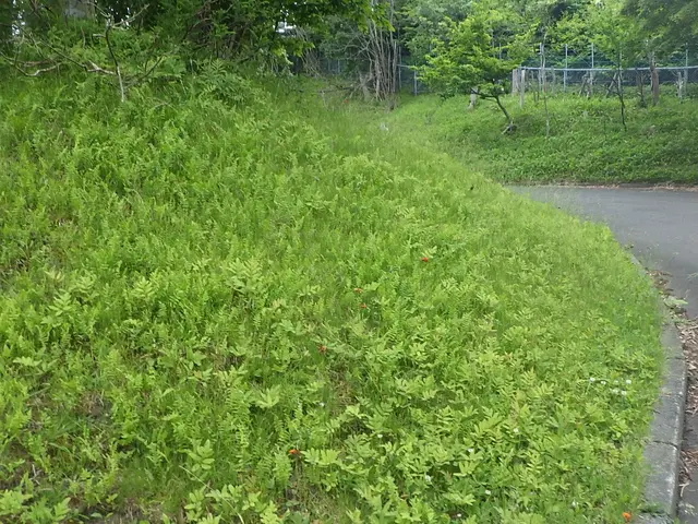 草刈り作業　小さな範囲から大きな範囲でも対応可能！サービスの画像