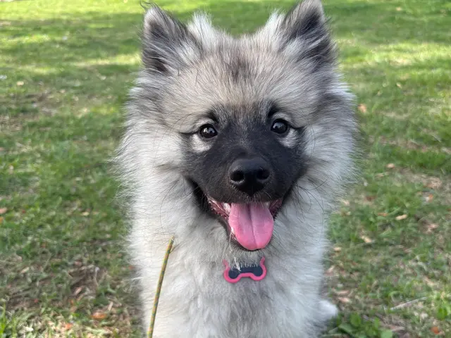 帰宅が遅くなる・ご旅行中のお留守番・ペットちゃん同伴の結婚式やフォトでのアテンドサービスの画像