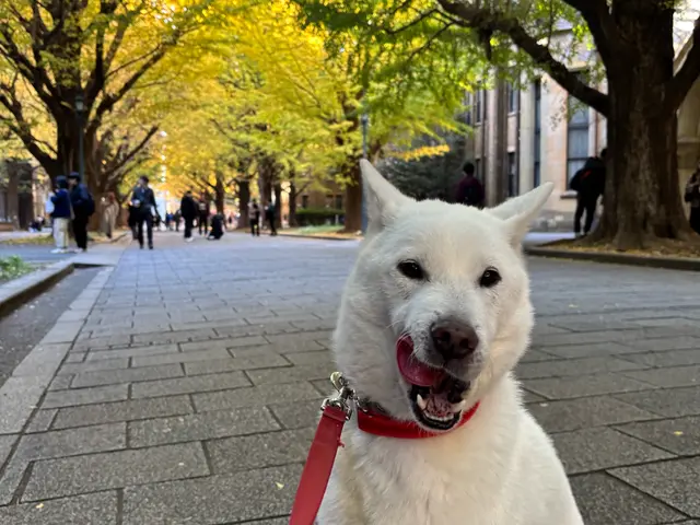 帰宅が遅くなる・ご旅行中のお留守番・ペットちゃん同伴の結婚式やフォトでのアテンドサービスの画像