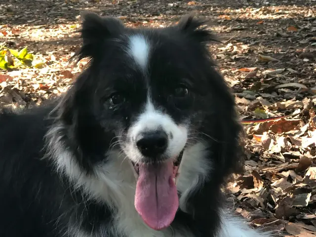帰宅が遅くなる・ご旅行中のお留守番・ペットちゃん同伴の結婚式やフォトでのアテンドサービスの画像