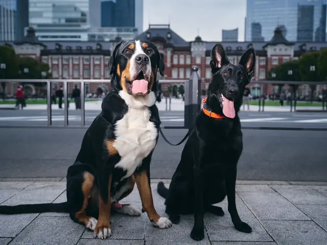 帰宅が遅くなる・ご旅行中のお留守番・ペットちゃん同伴の結婚式やフォトでのアテンドサービスの画像
