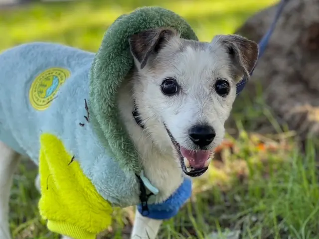 帰宅が遅くなる・ご旅行中のお留守番・ペットちゃん同伴の結婚式やフォトでのアテンドサービスの画像